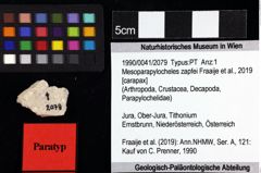 Foto (Objket + Etiketten) von Mesoparapylocheles zapfei (Fraaije et al., 2019) 